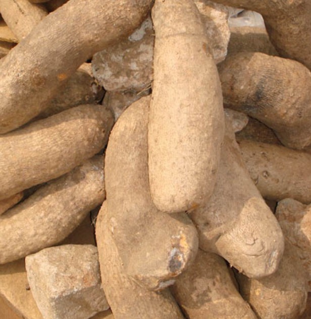 Yam